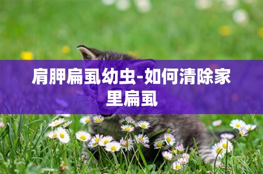 肩胛扁虱幼蟲-如何清除家里扁虱