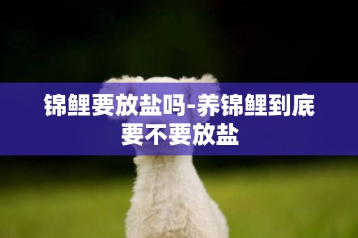 錦鯉要放鹽嗎-養錦鯉到底要不要放鹽