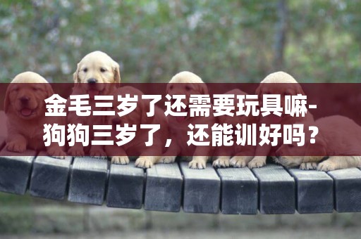金毛三歲了還需要玩具嘛-狗狗三歲了，還能訓好嗎？