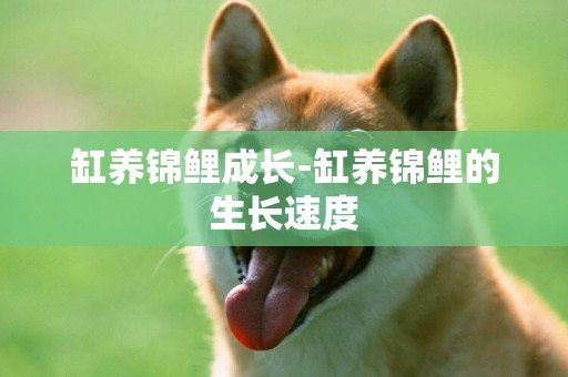 缸養錦鯉成長-缸養錦鯉的生長速度
