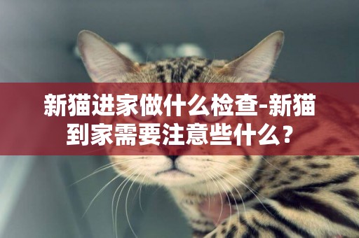新貓進家做什么檢查-新貓到家需要注意些什么？