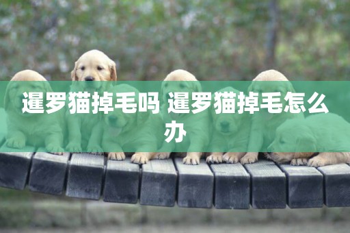 暹羅貓掉毛嗎 暹羅貓掉毛怎么辦