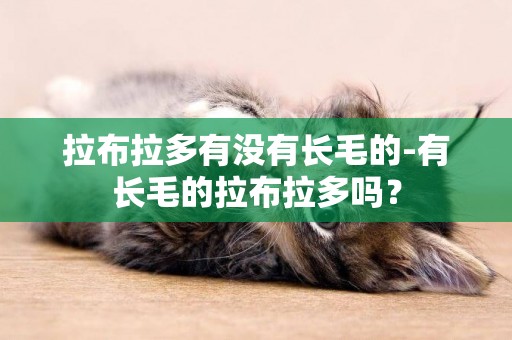 拉布拉多有沒有長毛的-有長毛的拉布拉多嗎？