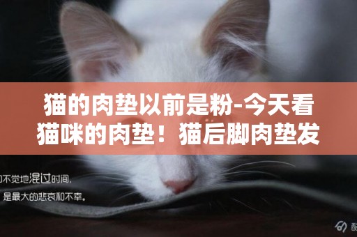 貓的肉墊以前是粉-今天看貓咪的肉墊！貓后腳肉墊發白，貓咪手腳肉墊漸漸變白