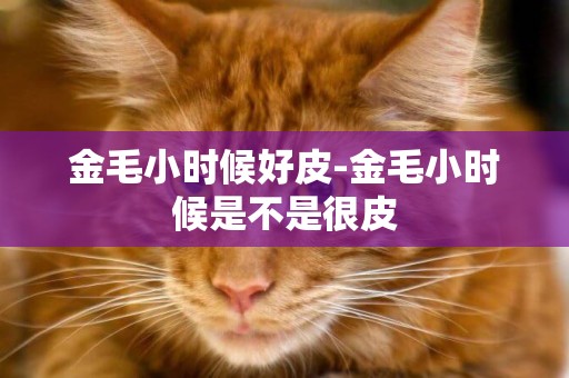 金毛小時候好皮-金毛小時候是不是很皮