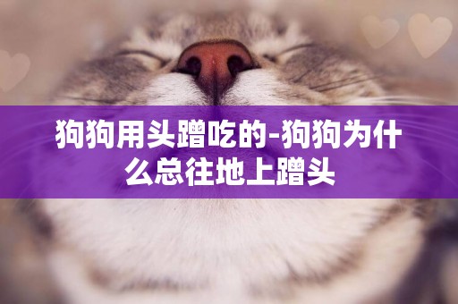 狗狗用頭蹭吃的-狗狗為什么總往地上蹭頭