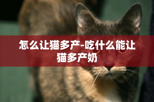 怎么讓貓多產-吃什么能讓貓多產奶