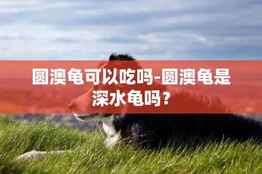 圓澳龜可以吃嗎-圓澳龜是深水龜嗎？