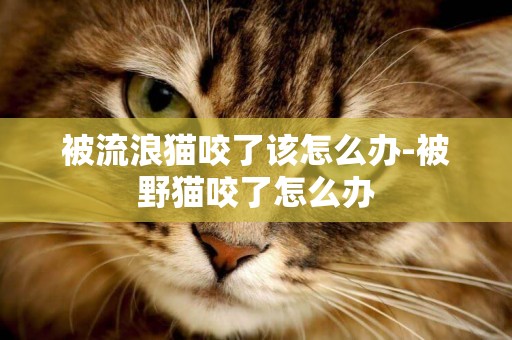 被流浪貓咬了該怎么辦-被野貓咬了怎么辦