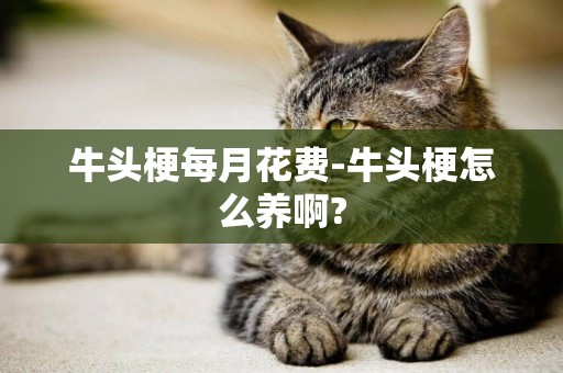 牛頭梗每月花費-牛頭梗怎么養啊?