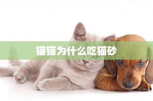 貓貓為什么吃貓砂
