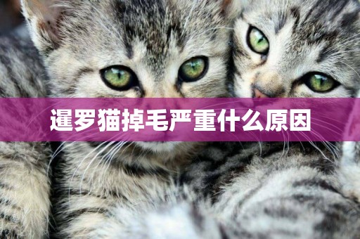 暹羅貓掉毛嚴重什么原因