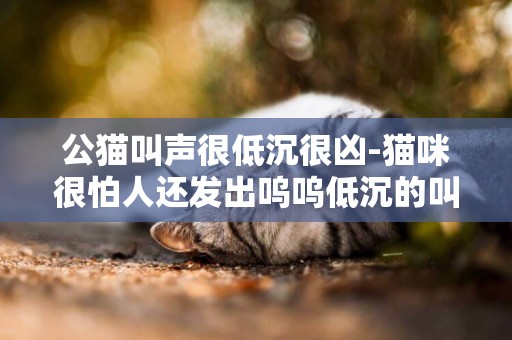 公貓叫聲很低沉很兇-貓咪很怕人還發出嗚嗚低沉的叫聲是怎么回事