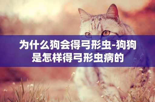 為什么狗會得弓形蟲-狗狗是怎樣得弓形蟲病的