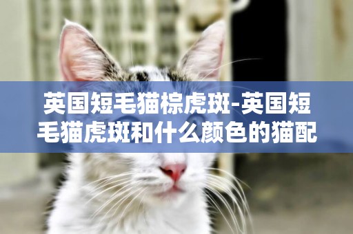 英國短毛貓棕虎斑-英國短毛貓虎斑和什么顏色的貓配出來好看？
