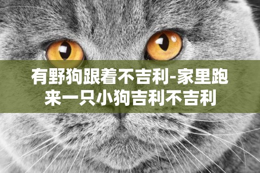 有野狗跟著不吉利-家里跑來一只小狗吉利不吉利