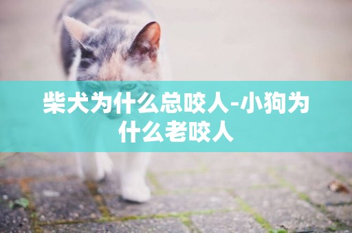 柴犬為什么總咬人-小狗為什么老咬人