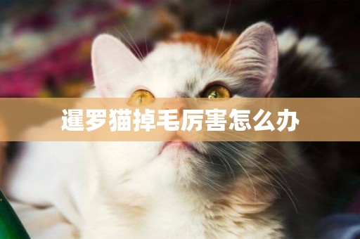 暹羅貓掉毛厲害怎么辦