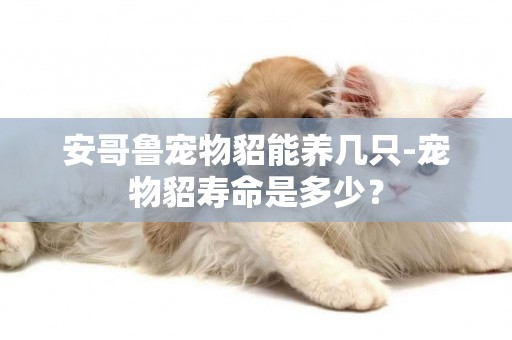 安哥魯寵物貂能養幾只-寵物貂壽命是多少？