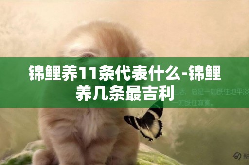錦鯉養11條代表什么-錦鯉養幾條最吉利