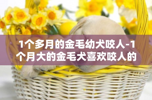 1個多月的金毛幼犬咬人-1個月大的金毛犬喜歡咬人的手