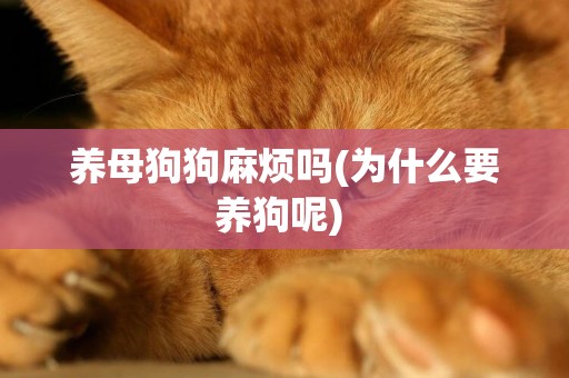 養母狗狗麻煩嗎(為什么要養狗呢) 