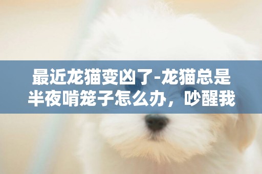 最近龍貓變兇了-龍貓總是半夜啃籠子怎么辦，吵醒我好幾次了，，，而且好兇啊，不許人抱也不許摸。。