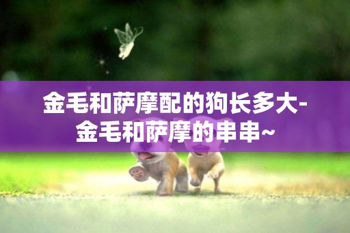 金毛和薩摩配的狗長多大-金毛和薩摩的串串~