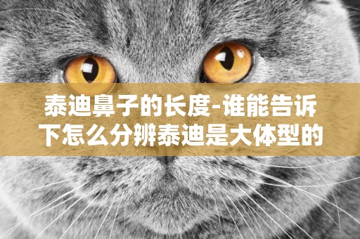 泰迪鼻子的長度-誰能告訴下怎么分辨泰迪是大體型的還是小體型的