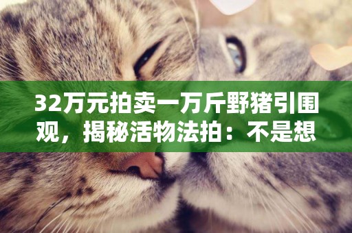 32萬元拍賣一萬斤野豬引圍觀，揭秘活物法拍：不是想買就能買 