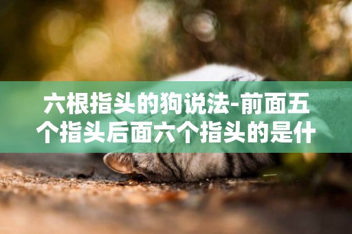 六根指頭的狗說法-前面五個指頭后面六個指頭的是什么狗