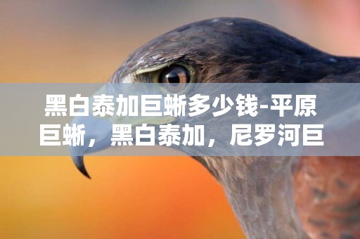 黑白泰加巨蜥多少錢-平原巨蜥，黑白泰加，尼羅河巨蜥，問題？