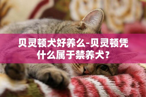 貝靈頓犬好養么-貝靈頓憑什么屬于禁養犬？