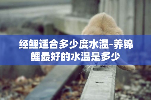 經鯉適合多少度水溫-養錦鯉最好的水溫是多少