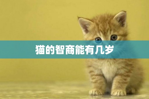 貓的智商能有幾歲