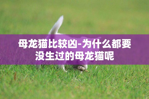 母龍貓比較兇-為什么都要沒生過的母龍貓呢