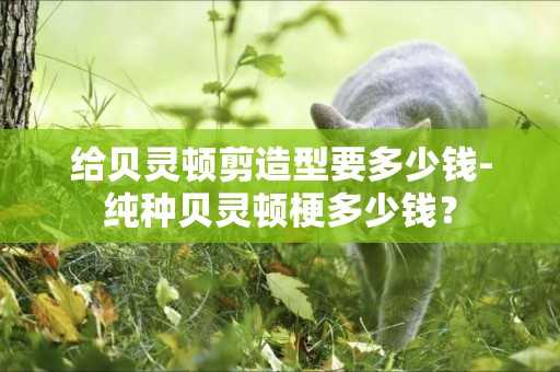 給貝靈頓剪造型要多少錢-純種貝靈頓梗多少錢？
