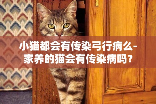 小貓都會有傳染弓行病么-家養的貓會有傳染病嗎？