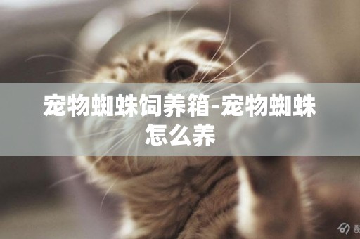 寵物蜘蛛飼養箱-寵物蜘蛛怎么養
