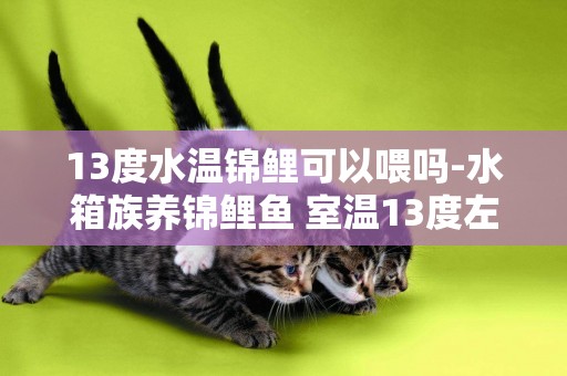 13度水溫錦鯉可以喂嗎-水箱族養錦鯉魚 室溫13度左右 請問錦鯉能繁衍么？？？我的錦鯉太小了 買錦鯉