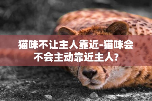 貓咪不讓主人靠近-貓咪會不會主動靠近主人?