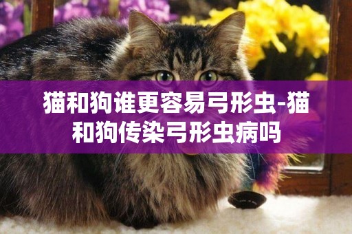 貓和狗誰更容易弓形蟲-貓和狗傳染弓形蟲病嗎