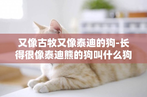 又像古牧又像泰迪的狗-長得很像泰迪熊的狗叫什么狗