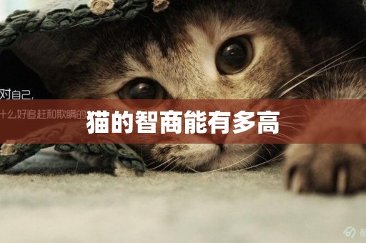 貓的智商能有多高