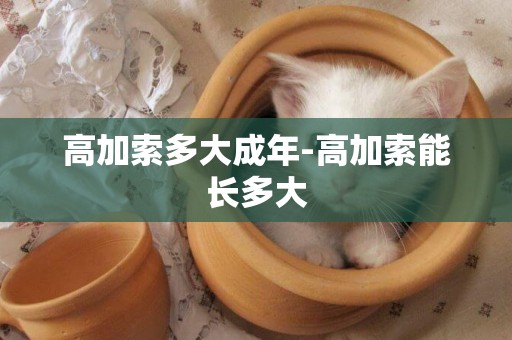 高加索多大成年-高加索能長多大