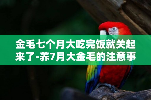 金毛七個月大吃完飯就關起來了-養7月大金毛的注意事項