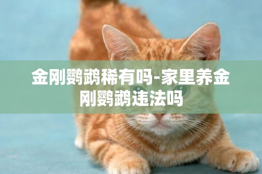 金剛鸚鵡稀有嗎-家里養金剛鸚鵡違法嗎