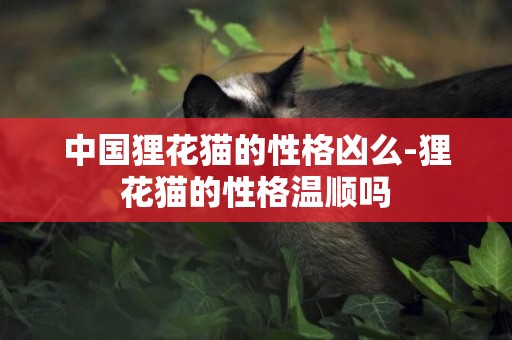 中國貍花貓的性格兇么-貍花貓的性格溫順嗎