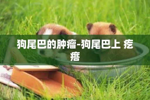 狗尾巴的腫瘤-狗尾巴上 疙瘩