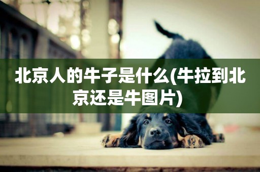 北京人的牛子是什么(牛拉到北京還是牛圖片) 